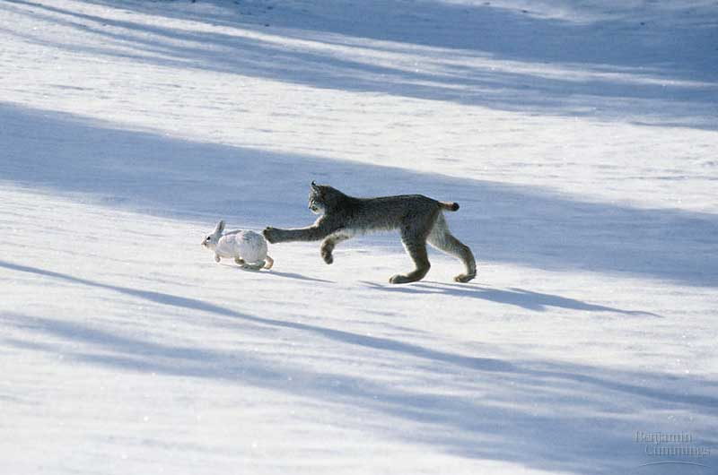 Illustration for article titled Caturday - Lynx canadensis Edition